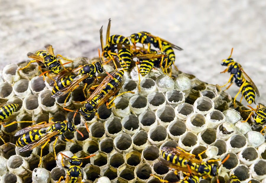 désinsectisation des frelons